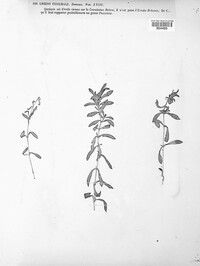 Uredo cucubali image